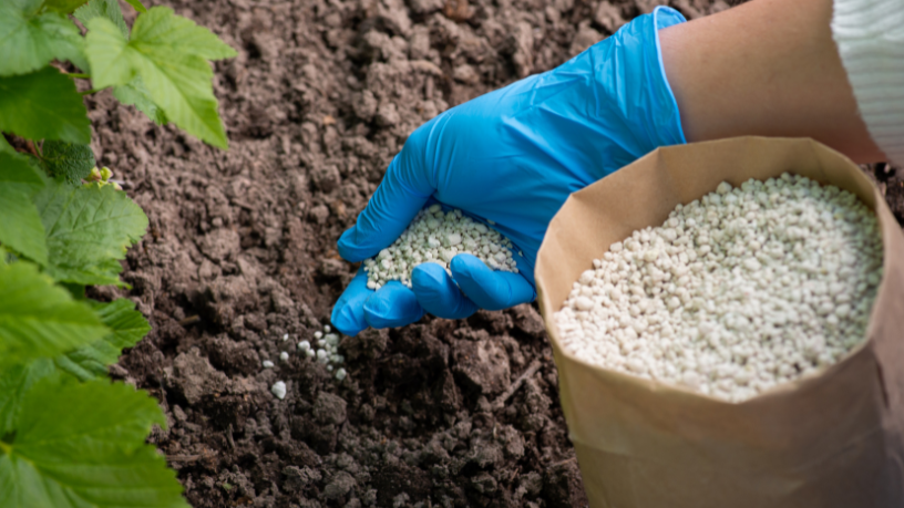 Agricultura orgânica e certificações verdes se fortalecem com biofertilizantes, aponta Aldo Vendramin.