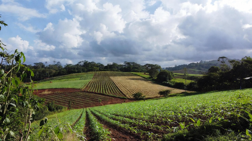 Exportação agrícola passa a depender de adequação climática e rastreabilidade, alerta Aldo Vendramin.