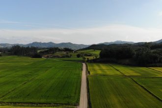 Vista aérea de campos agrícolas verdes e uma estrada de terra em Massaranduba, Santa Catarina.