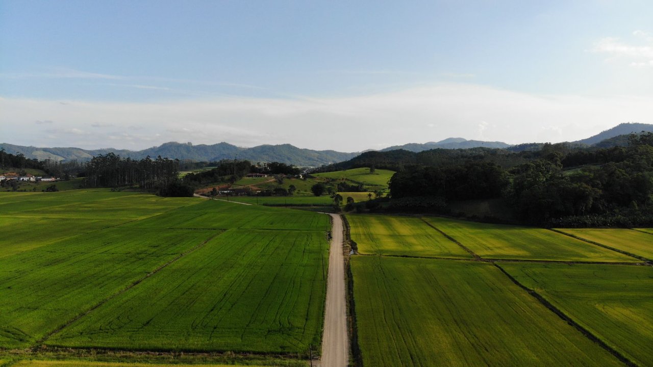 Panorama: Safra catarinense combina menor oferta de arroz e avanço nos preços