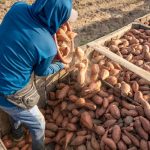 Agricultores reunindo batatas-doces em caixas durante a colheita em um dia de sol no campo.