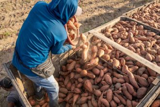 Agricultores reunindo batatas-doces em caixas durante a colheita em um dia de sol no campo.