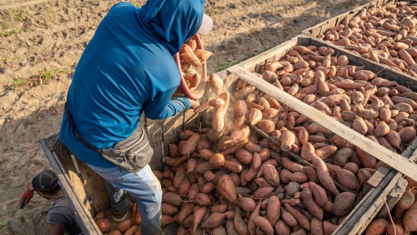 Agricultores reunindo batatas-doces em caixas durante a colheita em um dia de sol no campo.