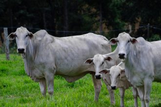 Quatro bovinos da raça Nelore em uma pastagem verde.