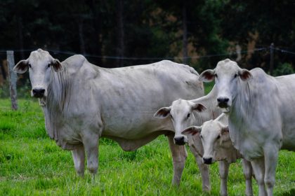 Quatro bovinos da raça Nelore em uma pastagem verde.