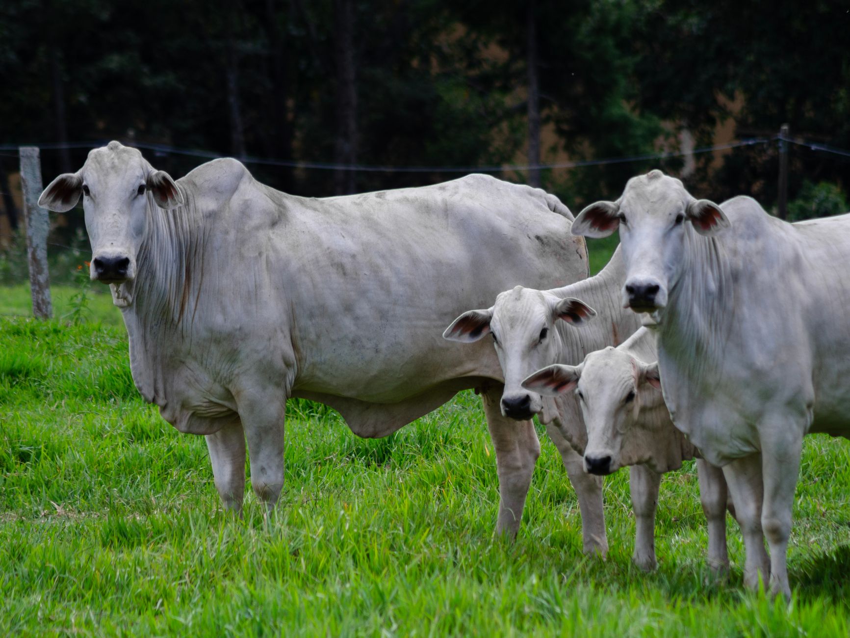 Fique por dentro: Valor gerado pela atividade rural coloca pecuária baiana em novo patamar