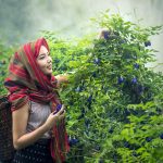 Mulher trabalhando na colheita de ervas em uma área rural.