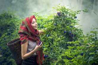 Mulher trabalhando na colheita de ervas em uma área rural.